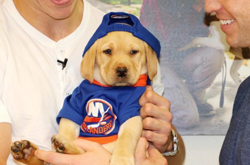 Name the Islanders’ new puppy!